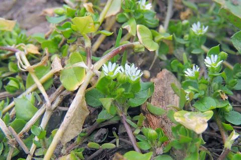 First spring flowers Stock Photos