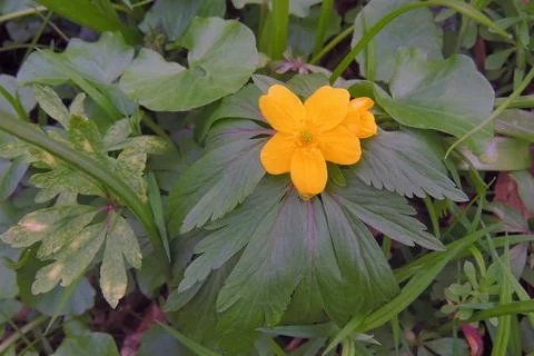 First spring flowers Stock-Fotos