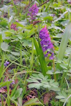 First spring flowers Foto stock