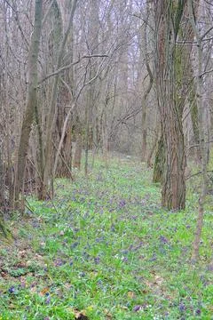 First spring flowers Stock-Fotos