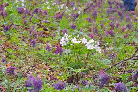 First spring flowers Stock Photos