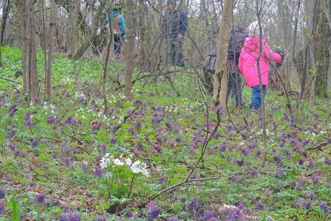 First spring flowers Stock Photos