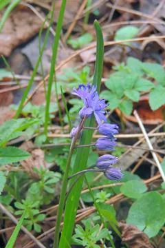 First spring flowers Foto stock