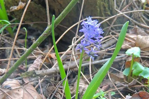 First spring flowers Stock Photos