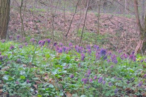 First spring flowers Foto stock