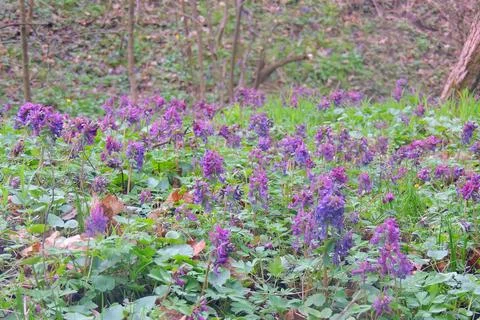 First spring flowers Foto stock