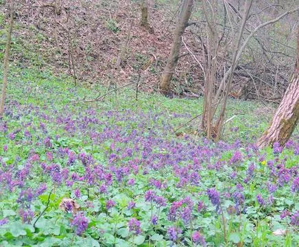 First spring flowers Stock Photos