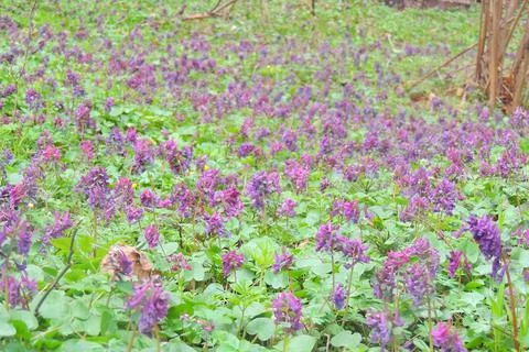 First spring flowers Stock Photos