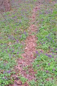 First spring flowers Foto stock