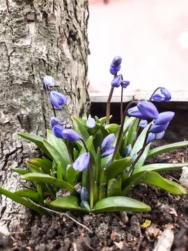 First spring flowers Stock Photos