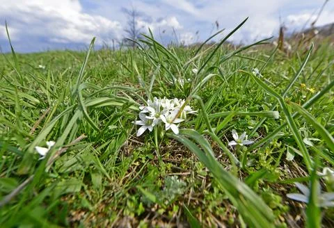 The first spring flowers Stock Photos