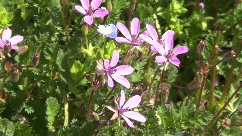 First spring flowers pink Stock Footage 238943188