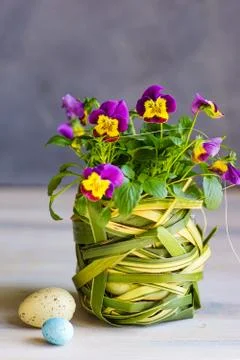 First spring flowers in a pot Stock Photos
