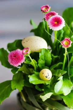 First spring flowers in a pot Stock-Fotos