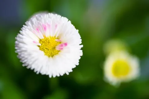 First spring flowers in a pot 스톡 사진