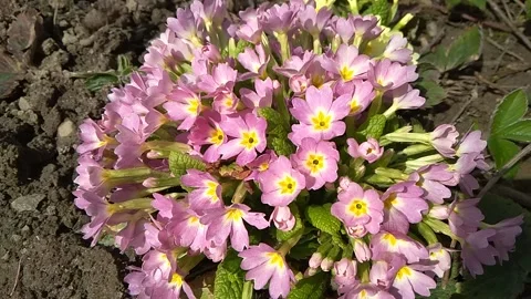 First spring flowers in the primrose garden, time-lapse 스톡 동영상 151890205