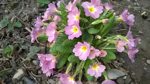 First spring flowers in the primrose garden, time-lapse Stock Footage 151890267