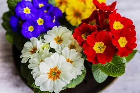 The first spring flowers of primroses. Stock Photos
