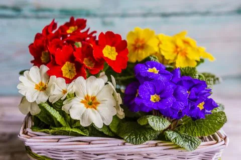 The first spring flowers of primroses. Stock Photos