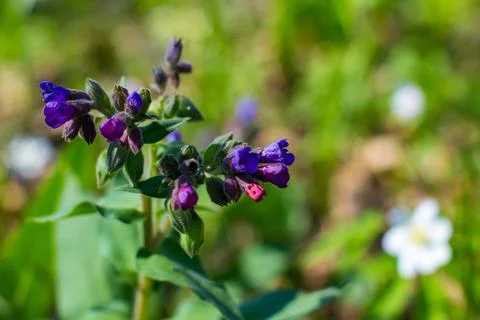 The first spring flowers of the Pulmonaria Stock Photos
