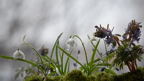 The first spring flowers in rainy and cloudy day. Selective focus Stock Footage 74856459