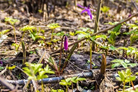 First spring flowers from the red book, erythronium blooms Foto stock