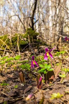 First spring flowers from the red book, erythronium blooms Stock Photos