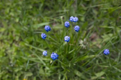 The first spring flowers small blue muscari is blooming Stock Photos