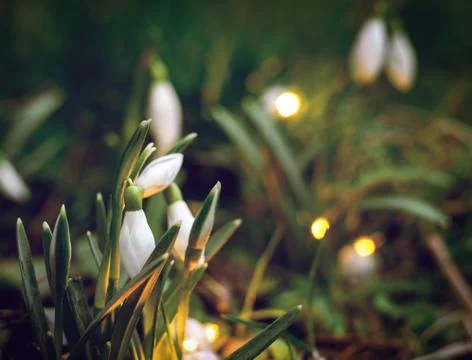 First spring flowers snow drops on a sunny field. Stock Photos