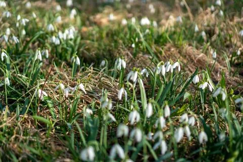 First spring flowers snowdrops after winter Stock Photos