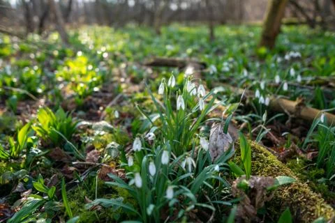 First spring flowers snowdrops after winter with wild garlic in background Stock Photos