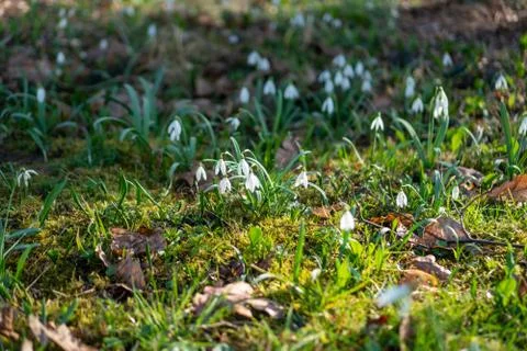 First spring flowers snowdrops after winter Stock Photos