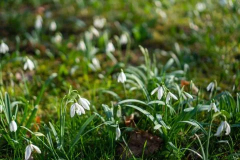 First spring flowers snowdrops after winter Stock Photos