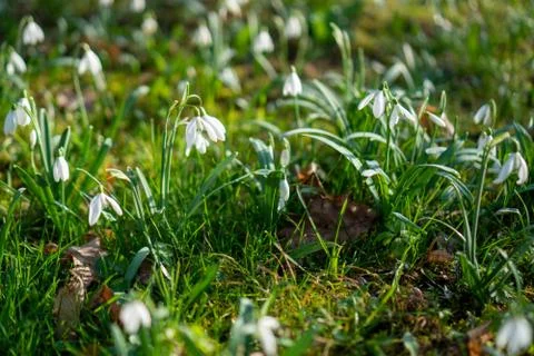 First spring flowers snowdrops after winter Stock Photos