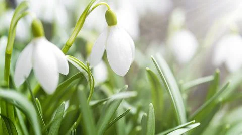 First spring flowers snowdrops background with soft focus Stock Photos