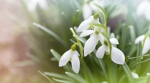 First spring flowers snowdrops background with soft focus Stock Photos