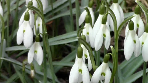 First spring flowers snowdrops Stock Footage 22742915