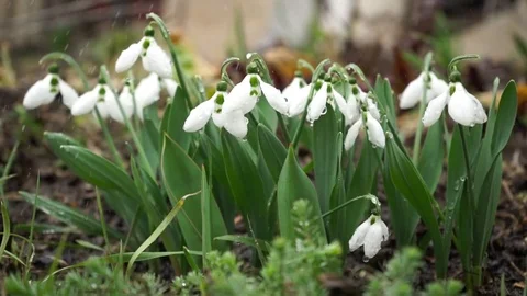 The first spring flowers - snowdrops Stock Footage 72529646