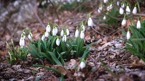 The first spring flowers snowdrops in the forest Stock Footage 116331577