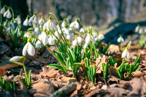 First spring flowers snowdrops in the forest. Snow-white Galanthus Stock Photos