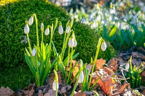 The first spring flowers of snowdrops in the forest near a stone overgrown with Stock Photos