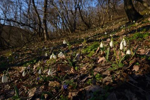 First spring flowers, snowdrops in forest Stock Photos