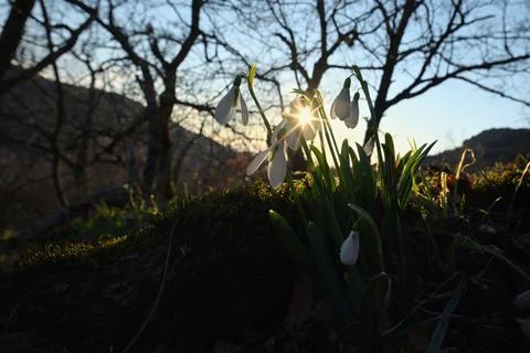 First spring flowers, snowdrops in forest Stock Photos