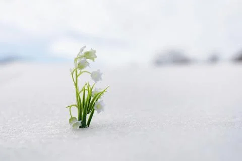The first spring flowers. Snowdrops in the forest grow out of the snow. Whi.. Stock Photos