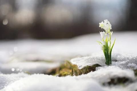 The first spring flowers. Snowdrops in the forest grow out of the snow. Whi.. Stock Photos