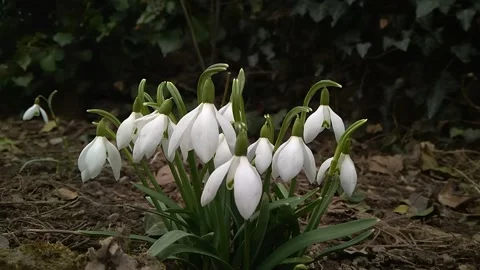 First spring flowers in the snowdrops garden, time-lapse Video stock 151890199