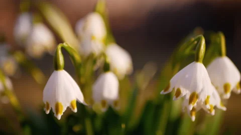 The first spring flowers, snowdrops in the garden, sunlight Stock Footage 172479264