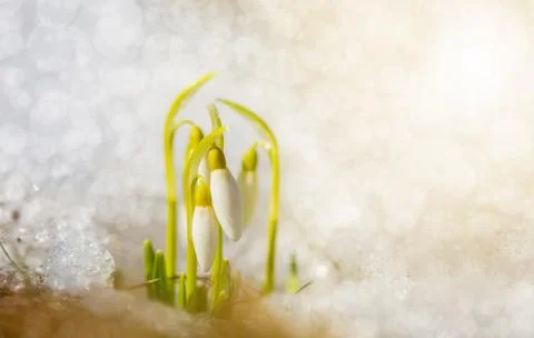 The first spring flowers of snowdrops make their way to the sun Foto stock