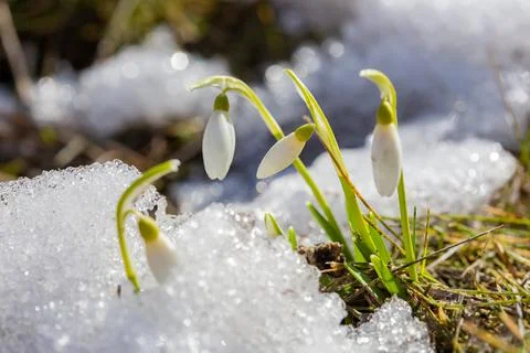 The first spring flowers of snowdrops make their way to the sun Foto stock