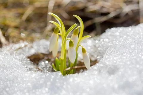 The first spring flowers of snowdrops make their way to the sun Foto stock